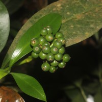 Psychotria nigra var. nigra